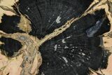 Petrified Wood (Schinoxylon) Slab - Blue Forest, Wyoming #158891-1
